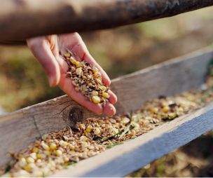 élevage, producteur de boeuf, veau et volaille Eure-et-Loir 28
